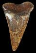 Reddish-Brown Fossil Mako Shark Tooth - Virginia #49550-1